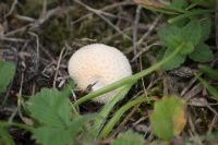 Common Puffball (Lycoperdon perlatum): Click to enlarge